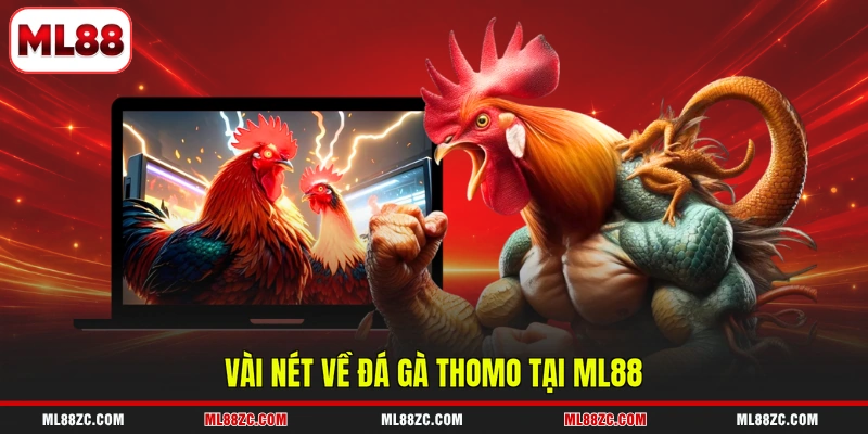Đá Gà Thomo - Đấu Trường Chọi Kê Hàng Đầu Năm 2026 2 Vài nét về đá gà Thomo tại ML88